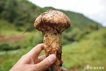 蘑菇小常识（中）10种味道鲜美的蘑菇，哪一种是菌中之王？插图82